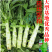【夏季可种】全能玉尖叶香莴笋种子耐热耐寒四季播皮薄肉香莴