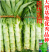 【夏季可种】全能玉尖叶香莴笋种子耐热耐寒四季播皮薄肉香莴