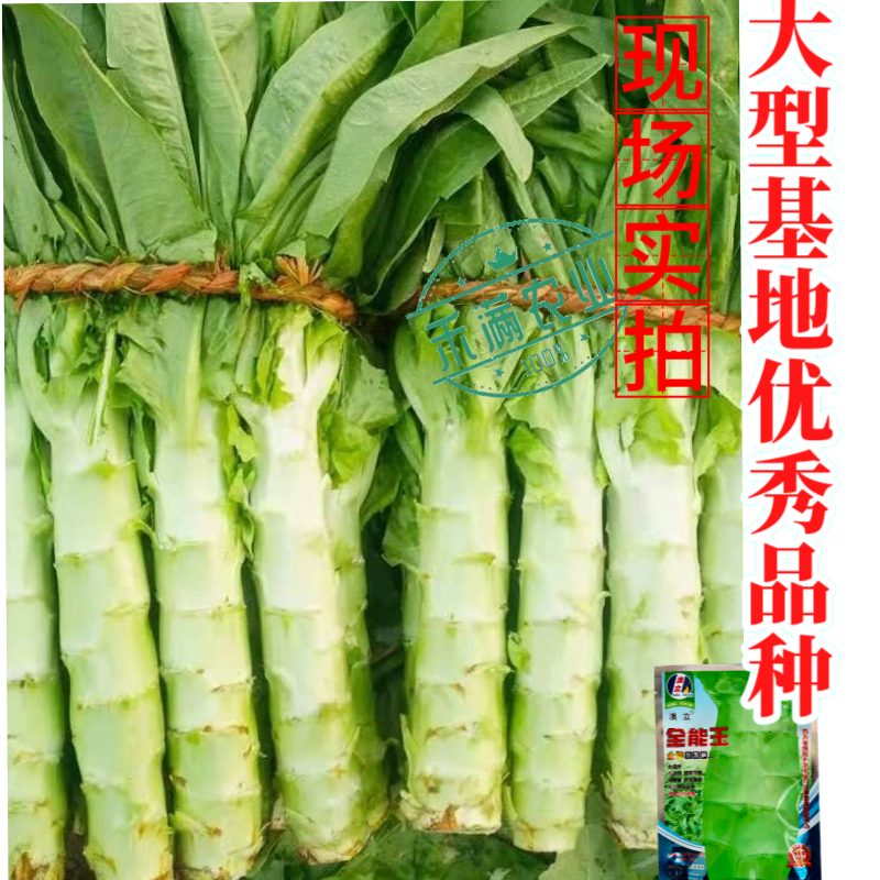 【夏季可种】全能玉尖叶香莴笋种子耐热耐寒四季播皮薄肉香莴