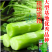 【夏季可种】全能玉尖叶香莴笋种子耐热耐寒四季播皮薄肉香莴