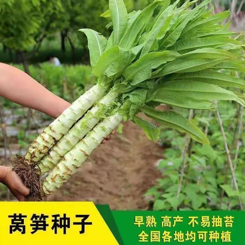 【夏季可种】全能玉尖叶香莴笋种子耐热耐寒四季播皮薄肉香莴