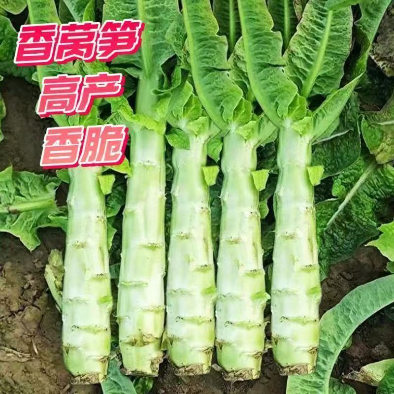 【夏季可种】全能玉尖叶香莴笋种子耐热耐寒四季播皮薄肉香莴