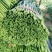 韭菜苔韮苔产地直销量大质优价格优惠一手货源欢迎咨询