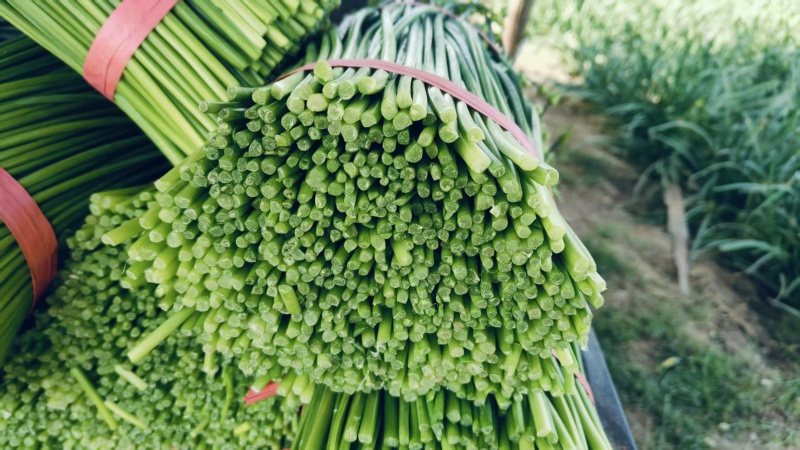 韭菜苔韮苔产地直销量大质优价格优惠一手货源欢迎咨询