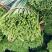 韭菜苔韮苔产地直销量大质优价格优惠一手货源欢迎咨询