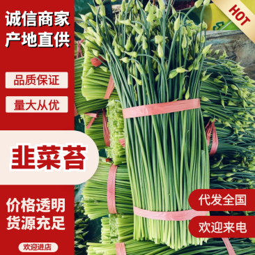 韭菜苔韮苔产地直销量大质优价格优惠一手货源欢迎咨询