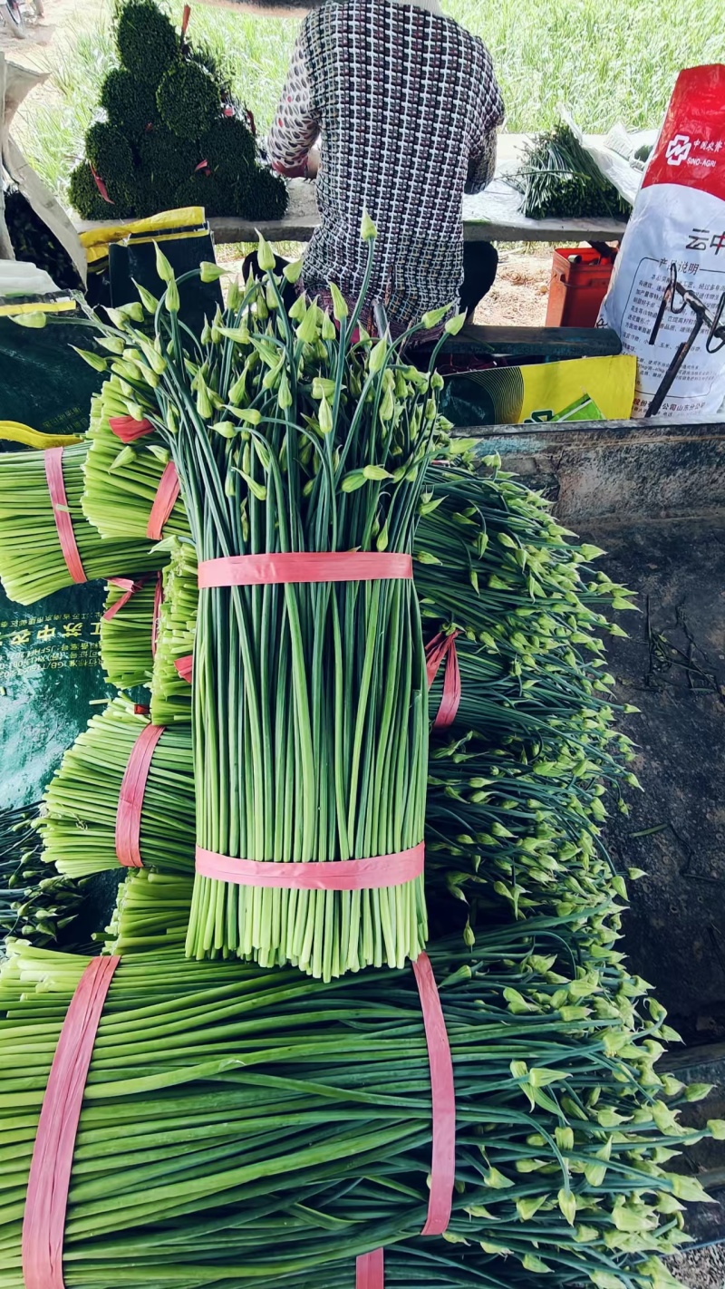 梁山致诚韭菜苔韮苔货站产地直销货源充足欢迎咨询采购