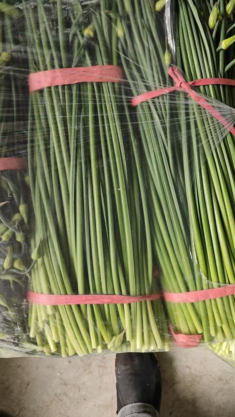 梁山致诚韭菜苔韮苔货站产地直销货源充足欢迎咨询采购