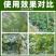 50%灭蝇胺黄瓜农药杀虫剂正品