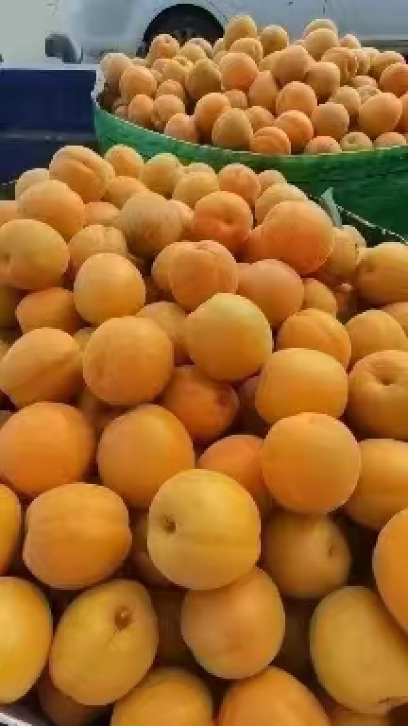 【推荐】山东杏/金太阳杏/产地直发-对接商超价格美丽