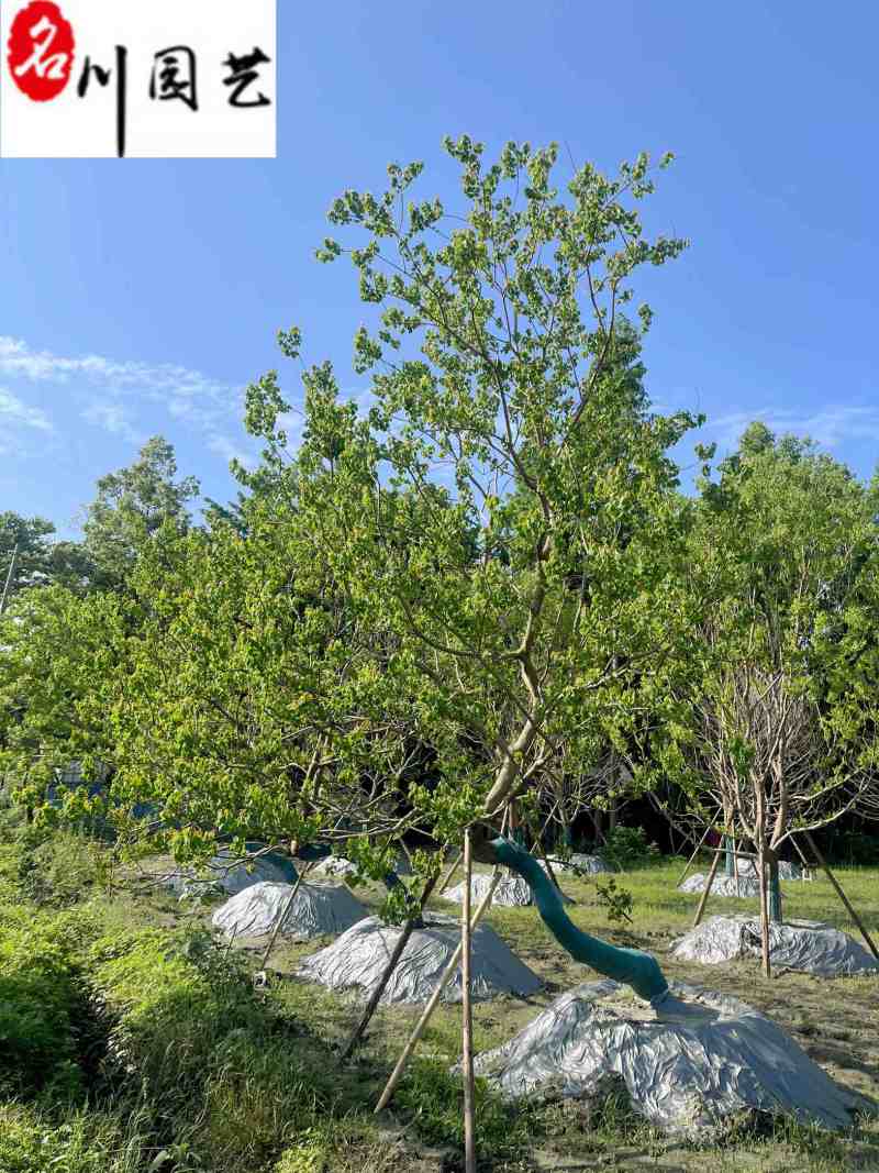 10-30公分乌桕出售成都基地直销斜飘乌桕单杆乌桕