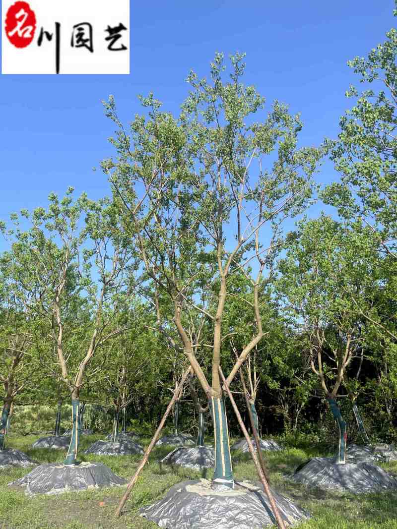 10-30公分乌桕出售成都基地直销斜飘乌桕单杆乌桕