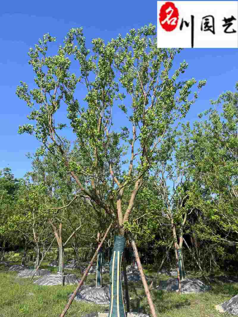 10-30公分乌桕出售成都基地直销斜飘乌桕单杆乌桕