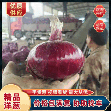 山东紫皮洋葱洋葱大量上市供应各大市场电商欢迎咨询