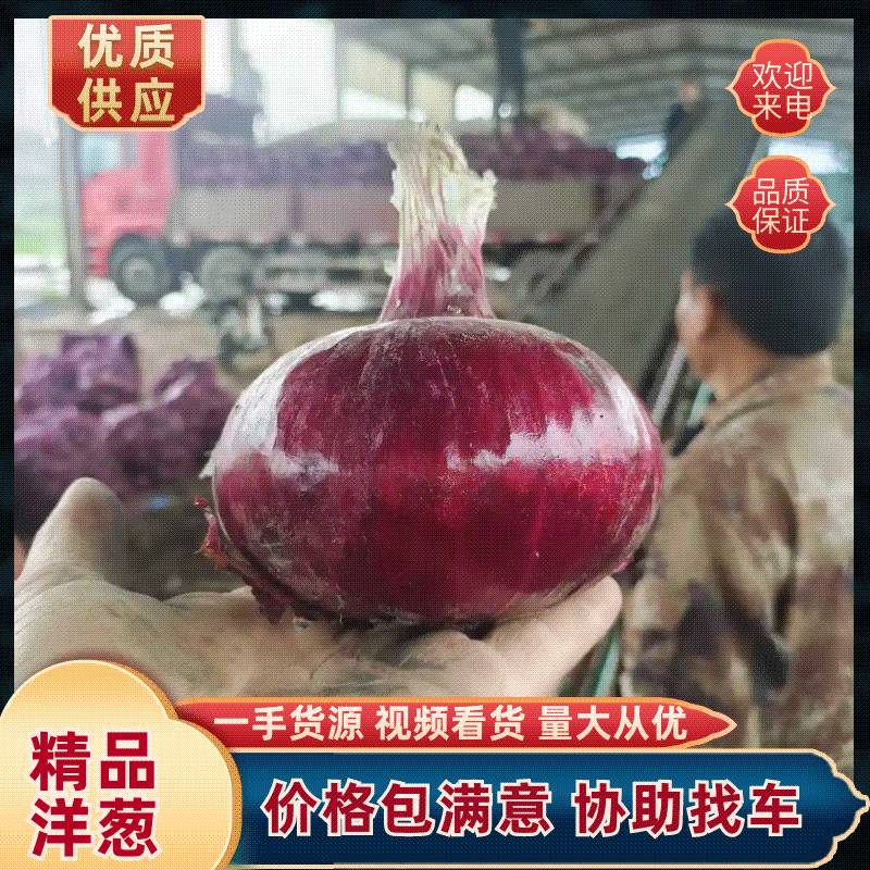 山东紫皮洋葱洋葱大量上市供应各大市场电商欢迎咨询
