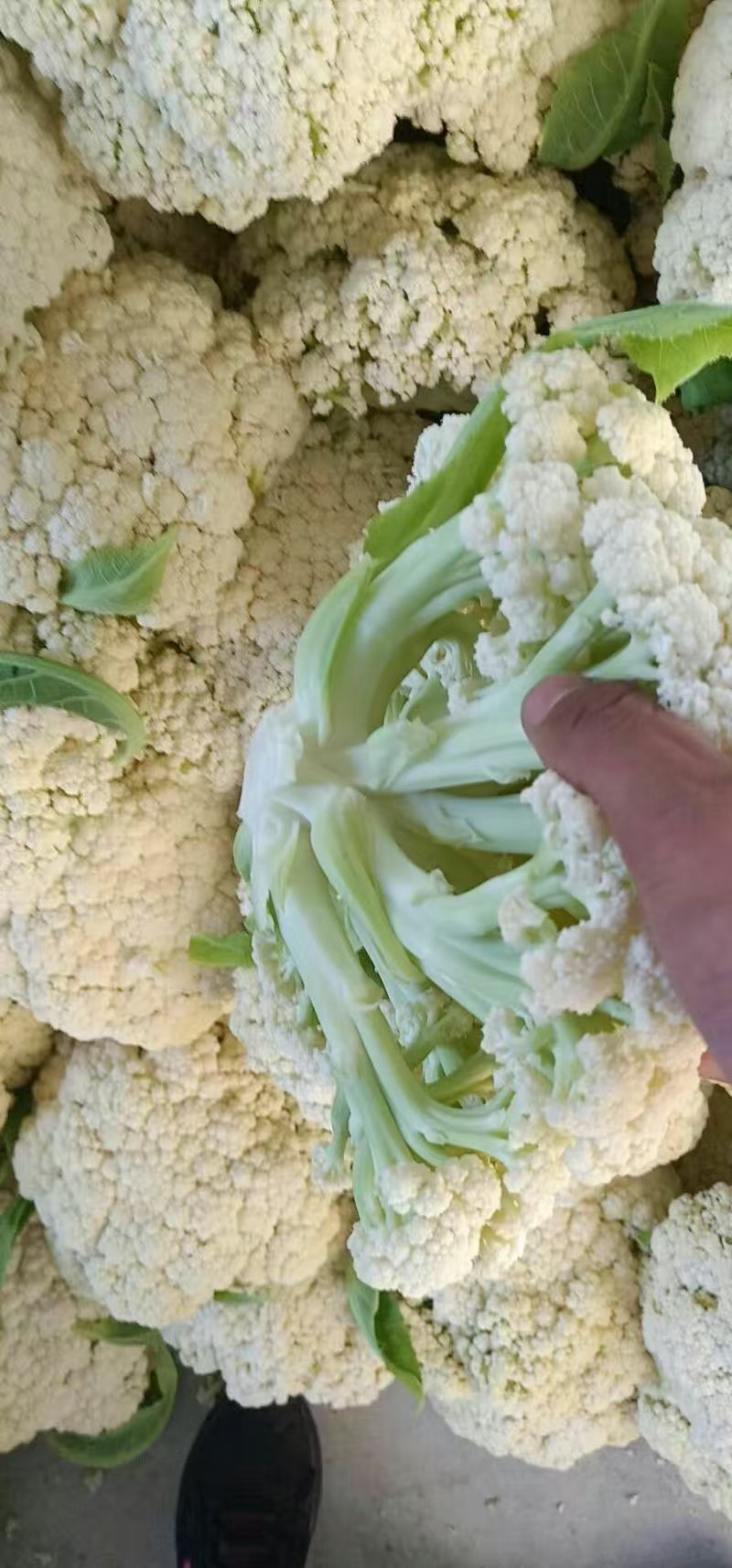 推荐有机花菜松花菜菜花价格实惠运输便利欢迎联系
