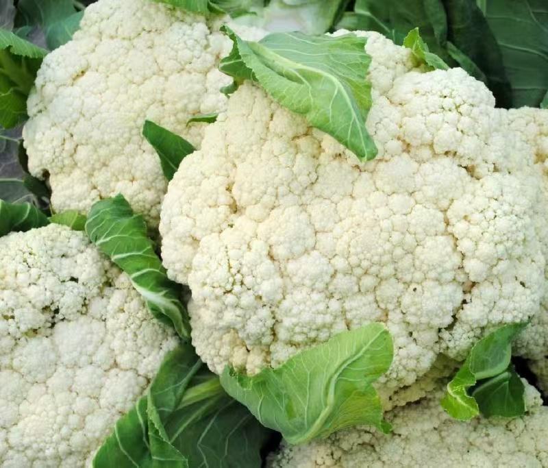 推荐有机花菜松花菜菜花价格实惠运输便利欢迎联系