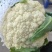 推荐有机花菜松花菜菜花价格实惠运输便利欢迎联系
