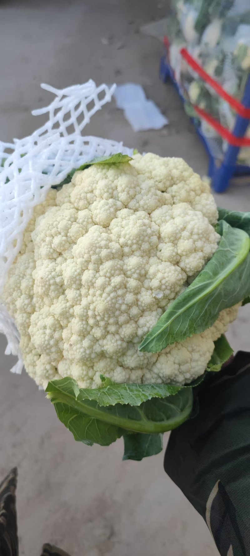 推荐有机花菜松花菜菜花价格实惠运输便利欢迎联系