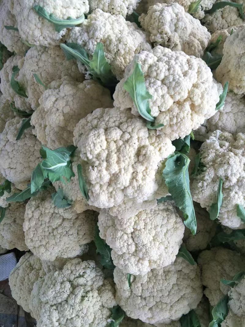 推荐有机花菜松花菜菜花价格实惠运输便利欢迎联系