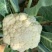 推荐有机花菜松花菜菜花价格实惠运输便利欢迎联系