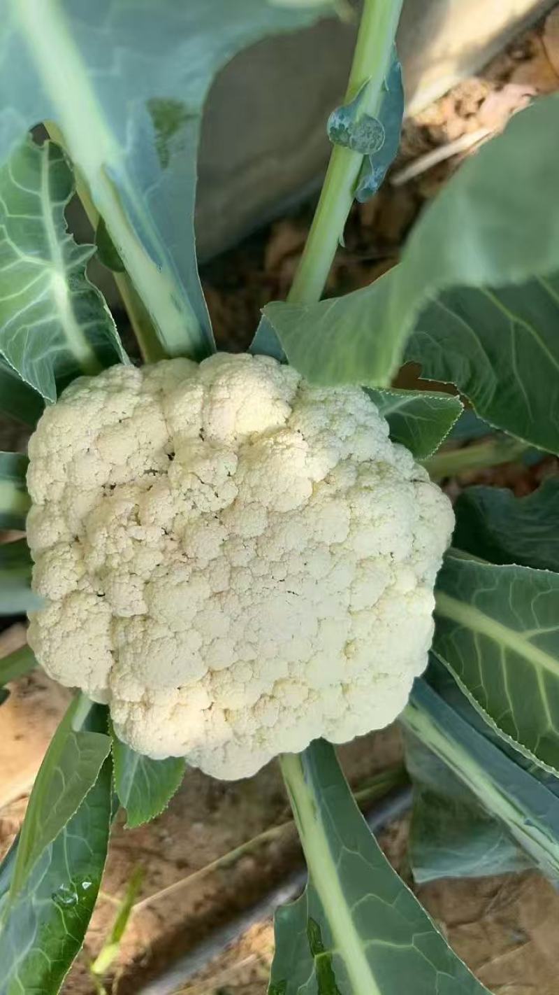 推荐有机花菜松花菜菜花价格实惠运输便利欢迎联系