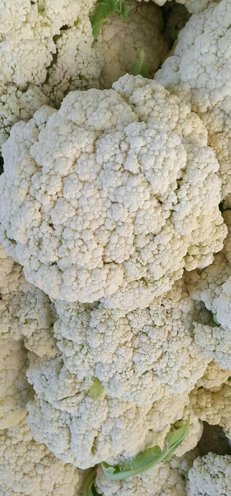 推荐有机花菜松花菜菜花价格实惠运输便利欢迎联系