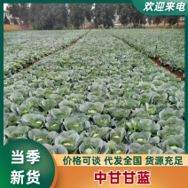 精品中甘甘蓝中甘五六基地直发规格齐全欢迎致电订货