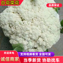 【精品】有机菜花，大量上市中，保质保量欢迎各大老板采
