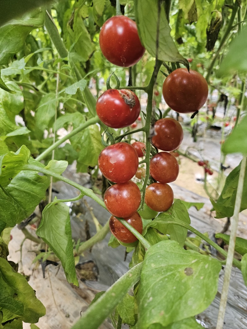 口感小柿子各种颜色都有大量上市保质保量诚信经营