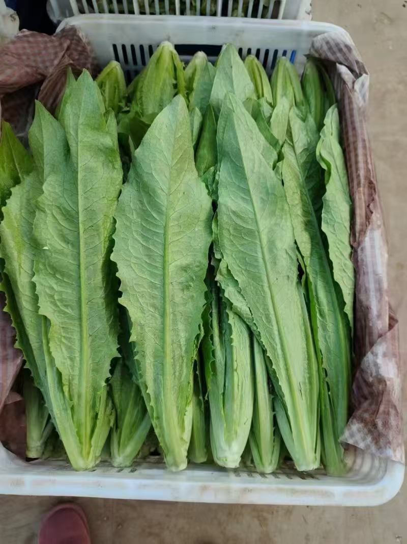 油麦菜新鲜蔬菜口感佳对接市场商超欢迎各地老板联系