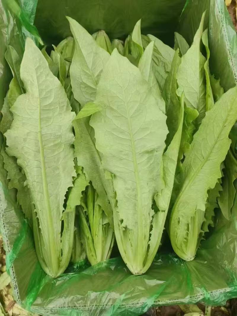 油麦菜新鲜蔬菜口感佳对接市场商超欢迎各地老板联系