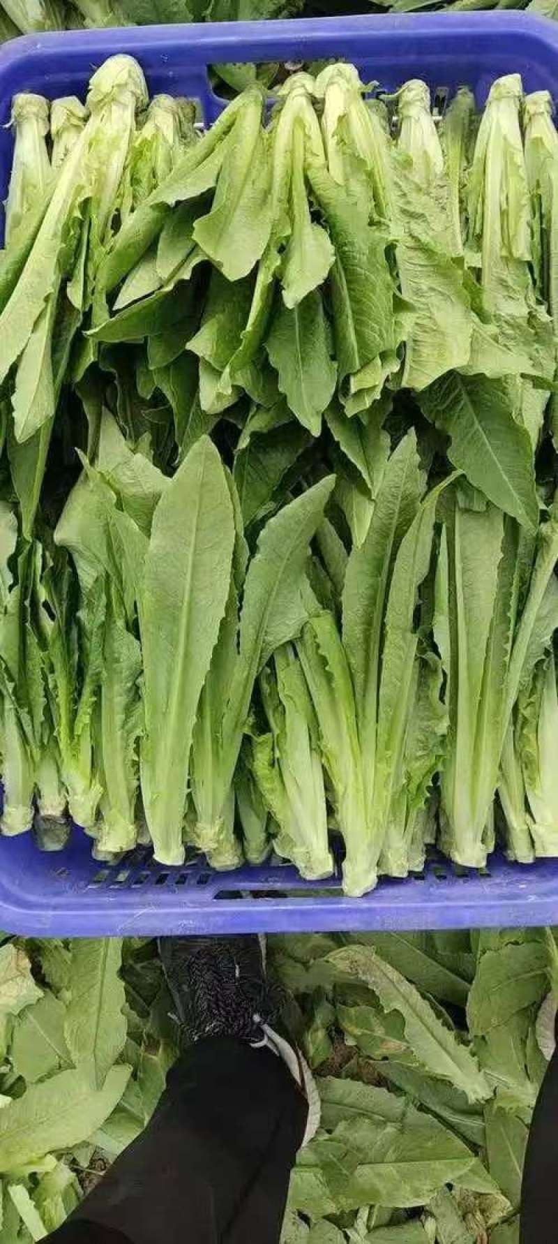 油麦菜新鲜蔬菜口感佳对接市场商超欢迎各地老板联系