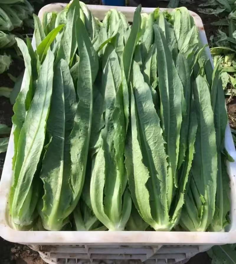 油麦菜新鲜蔬菜口感佳对接市场商超欢迎各地老板联系