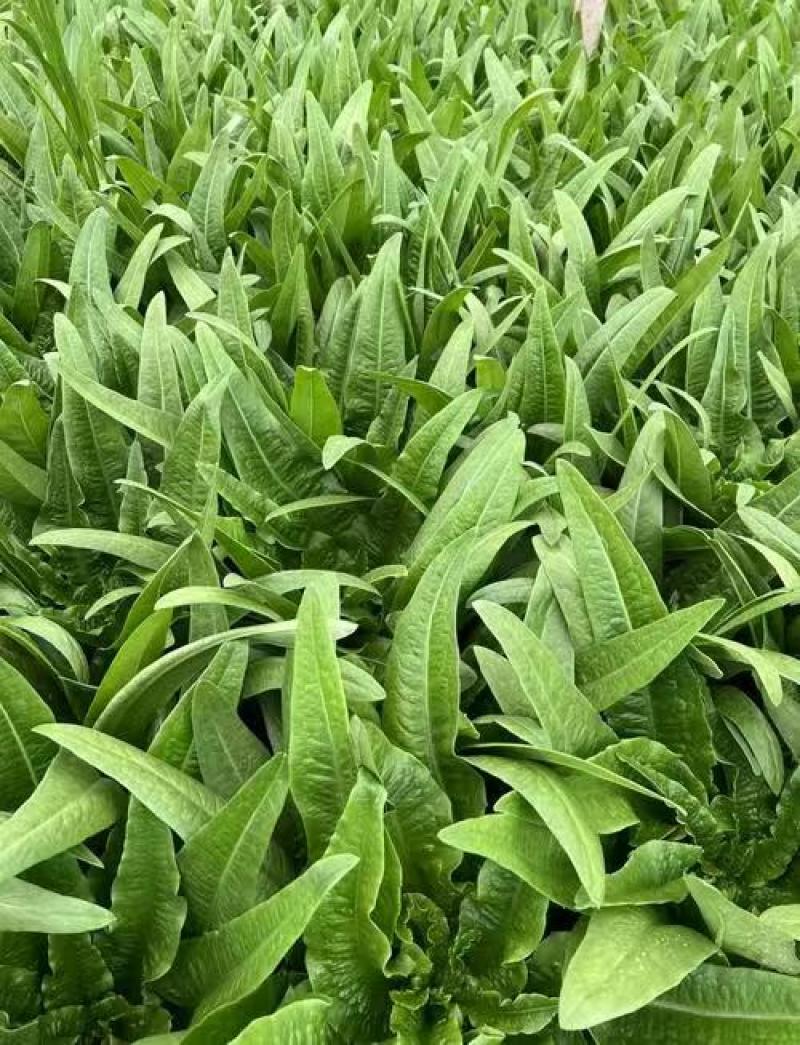 油麦菜新鲜蔬菜口感佳对接市场商超欢迎各地老板联系