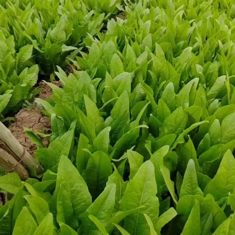 油麦菜新鲜蔬菜口感佳对接市场商超欢迎各地老板联系