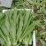 油麦菜新鲜蔬菜口感佳对接市场商超欢迎各地老板联系