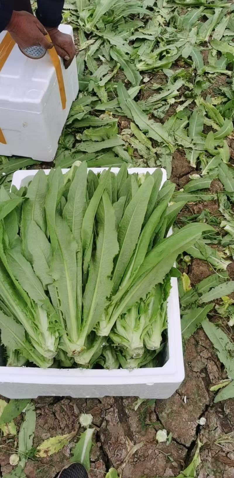 油麦菜新鲜蔬菜口感佳对接市场商超欢迎各地老板联系