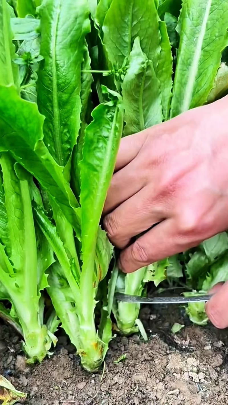 油麦菜新鲜蔬菜口感佳对接市场商超欢迎各地老板联系