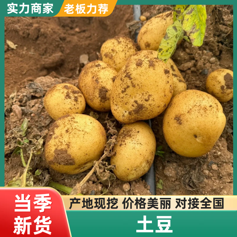 土豆荷兰十五土豆大量供应基地直发欢迎来电咨询