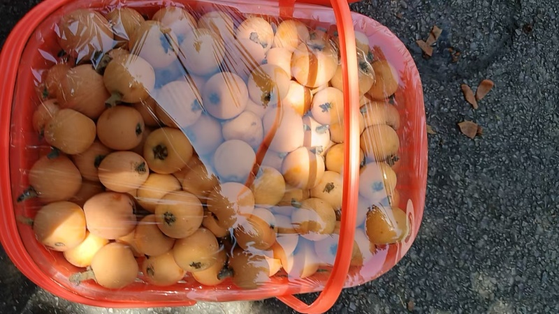 精品大五星枇杷贵州安顺基地直供质量保证货源充足全国