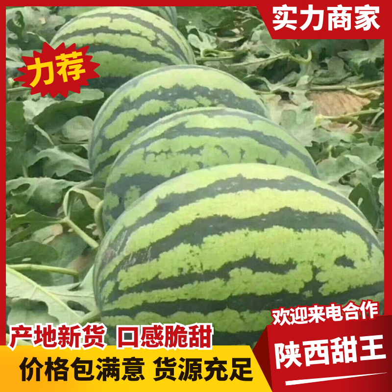 陕西甜王大量供应，甘美4K，小糖丸，麒麟美都，保质保量。