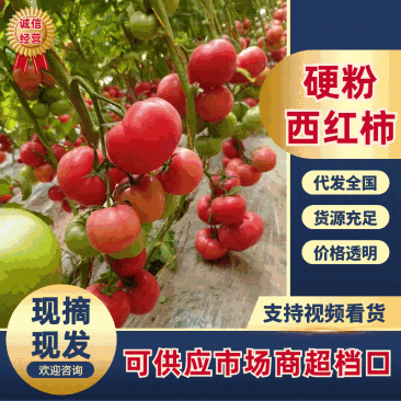 西红柿硬粉西红柿产地直供一手货源超市电商价格随行