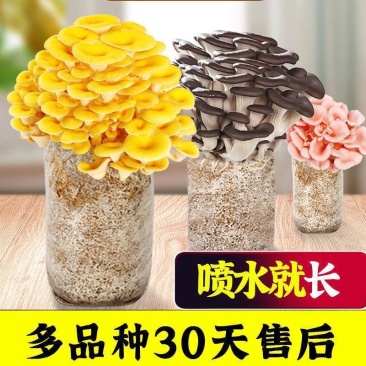 电商平菇专用蘑菇菌包菌种室内家庭