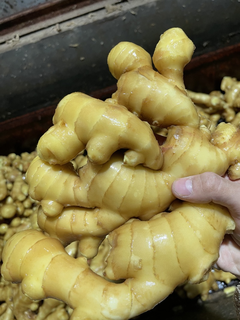 精品大黄姜对接电商市场商超全国发货一手货源