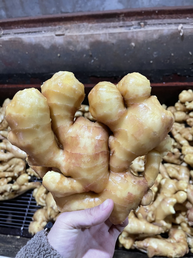 江苏生姜鲜姜保质保量基地直发可视频看货常年供应