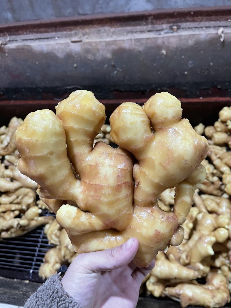 江苏生姜鲜姜保质保量基地直发可视频看货常年供应