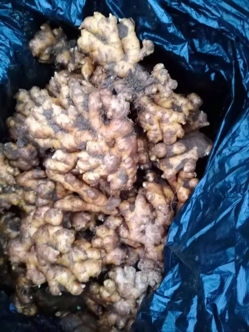 江苏生姜鲜姜保质保量基地直发可视频看货常年供应