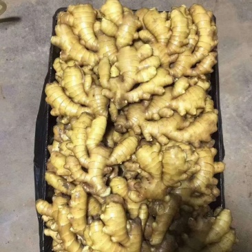 江苏生姜鲜姜保质保量基地直发可视频看货常年供应