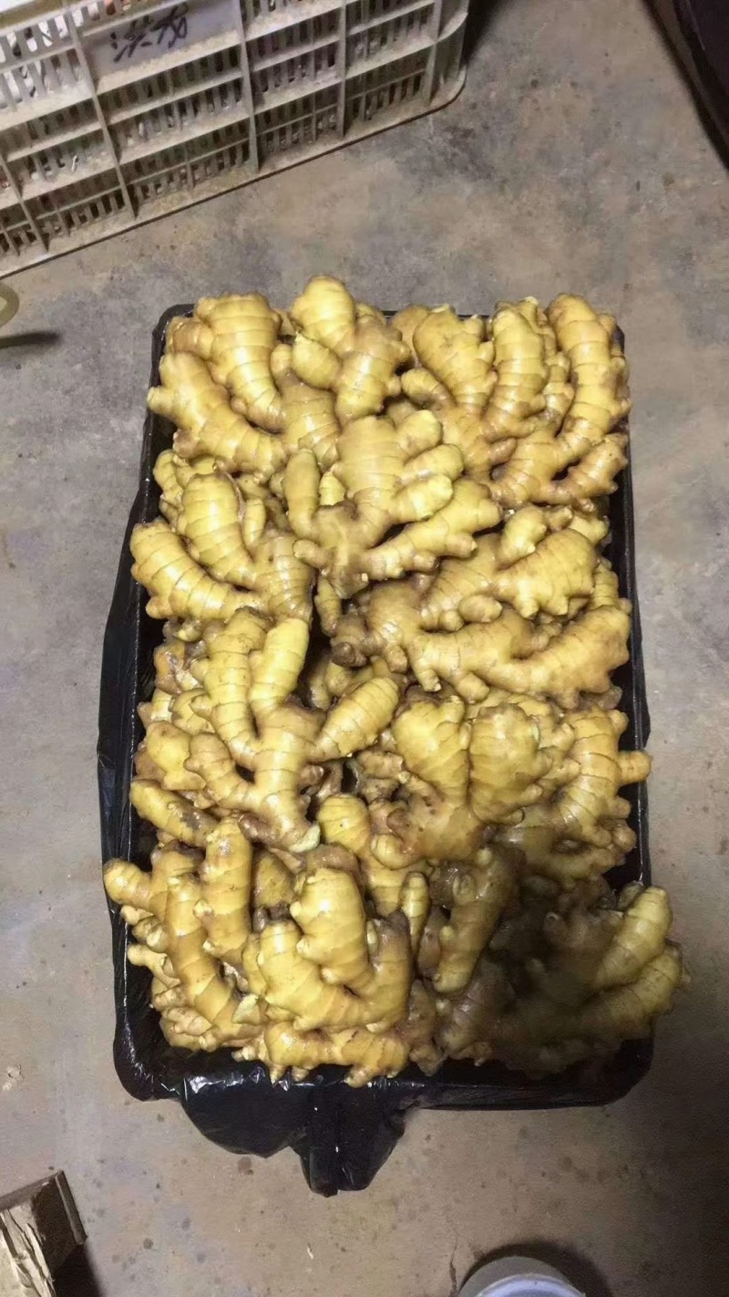 江苏生姜鲜姜保质保量基地直发可视频看货常年供应